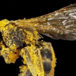 ¿Qué papel juegan las abejas en la polinización?